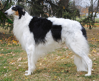 Top Versatility Borzoi 2018